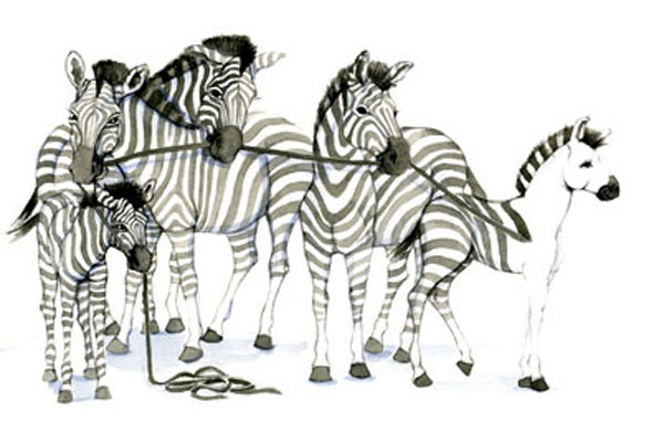 watercolor illustration fo zebras losing stripes