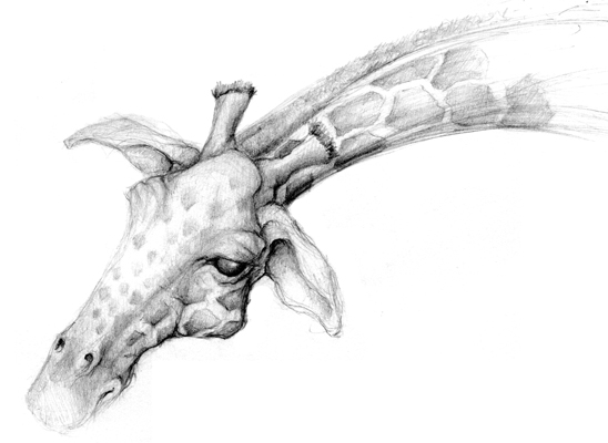 graphite illustration giraffe sketch