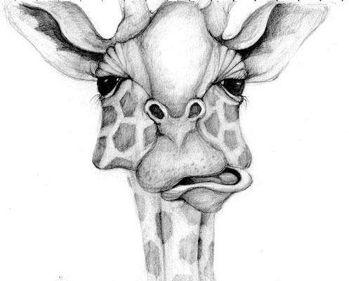graphite illustration giraffe attitude