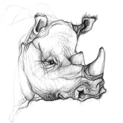 graphite illustration rhino sketch