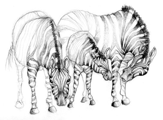 graphite illustration zebra sketch