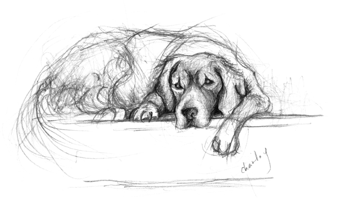graphite illustration golden retriever sketch