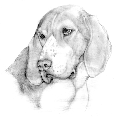 graphite illustration treeing walker coonhound sketch