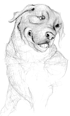 graphite illustration dog sketch