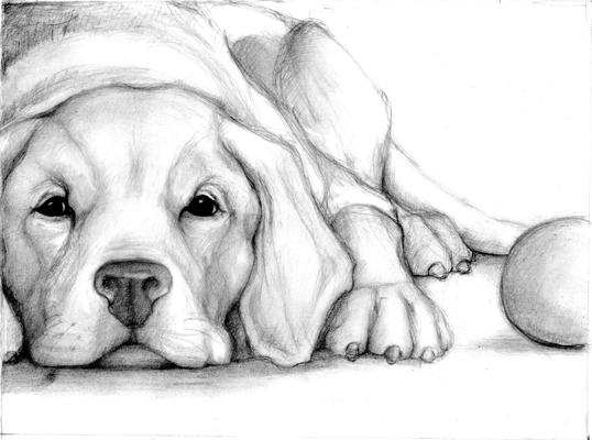graphite illustration labrador retriever sketch