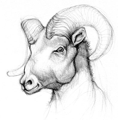 graphite illustration ram sketch