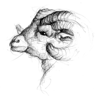 graphite illustration ram sketch