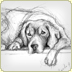 graphite illustration golden retriever  sketch