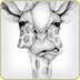 graphite illustration giraffe attitude